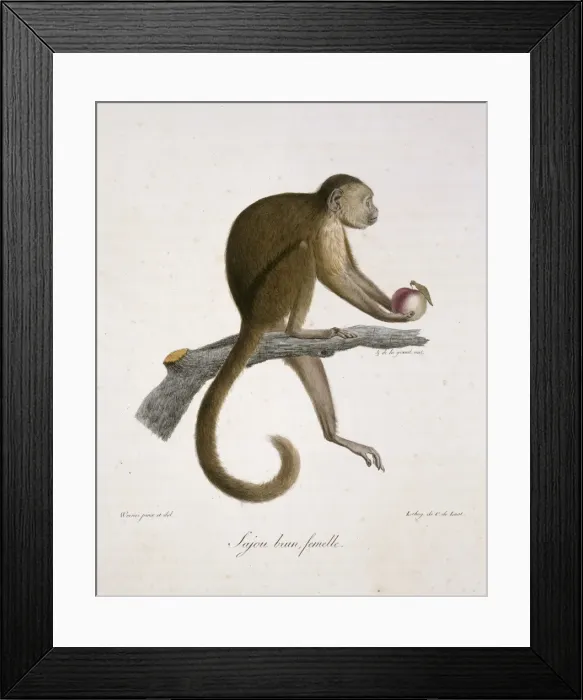 Framed Print : Le Sajou Brun, Femelle Framed Print : Le Sajou Brun, Femelle