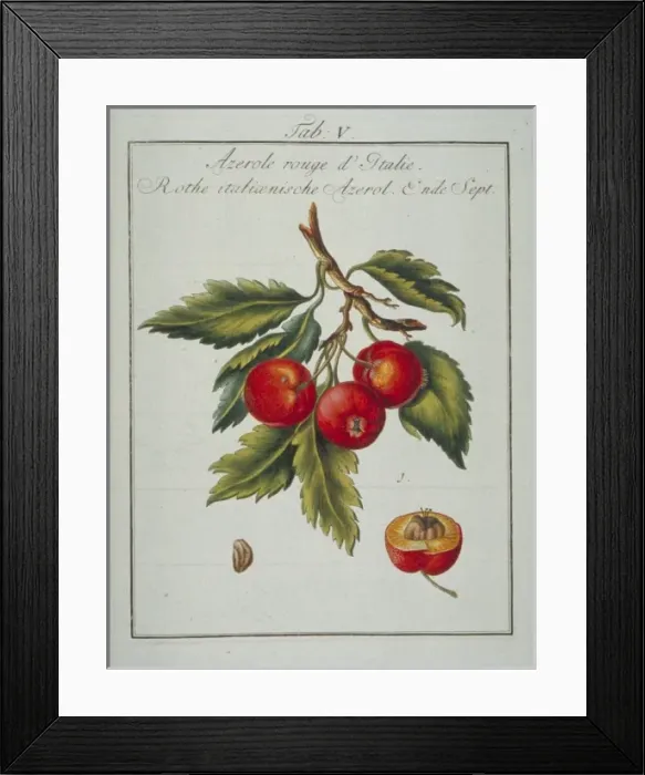 Framed Print : Mespilus germanica, Neapolitan medlar Framed Print : Mespilus germanica, Neapolitan medlar