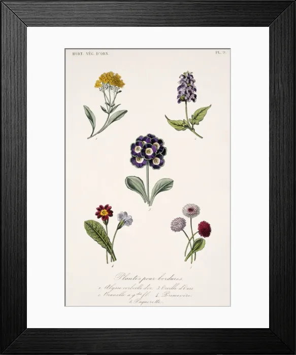 Framed Print : Annuals and biannual plants Framed Print : Annuals and biannual plants