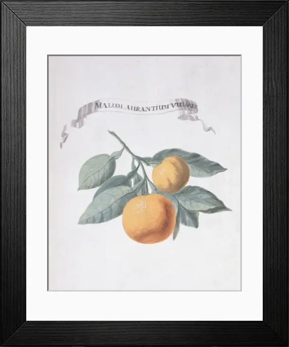 Framed Print : Malum aurantium vulgare, orange Framed Print : Malum aurantium vulgare, orange