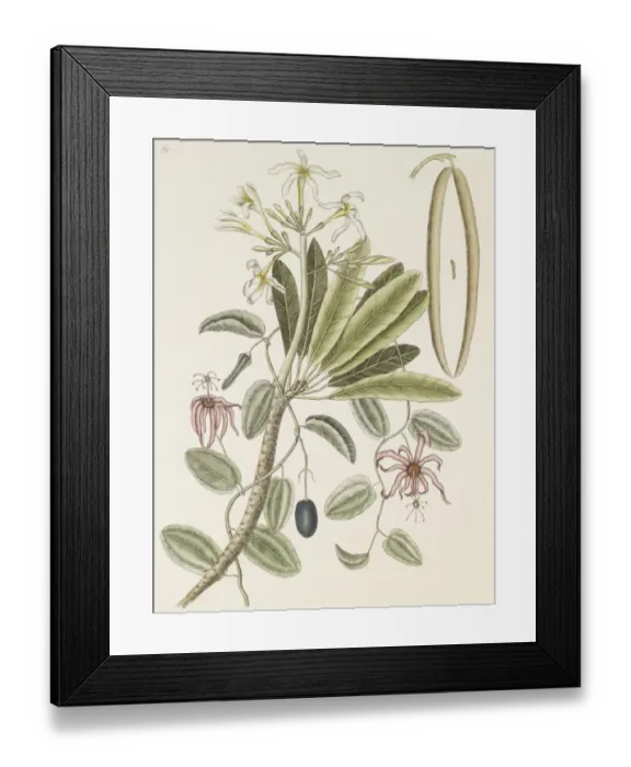 Framed Print : Plumeria sp. lei flower Framed Print : Plumeria sp. lei flower