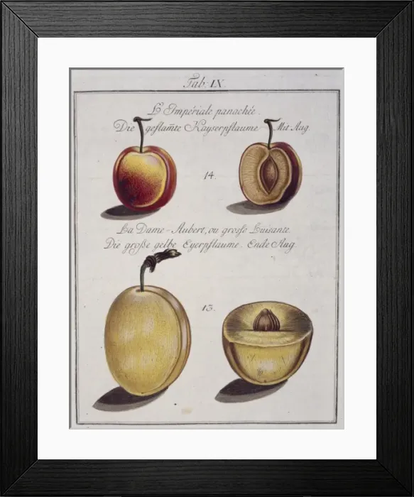 Framed Print : Fruit Illustration Framed Print : Fruit Illustration