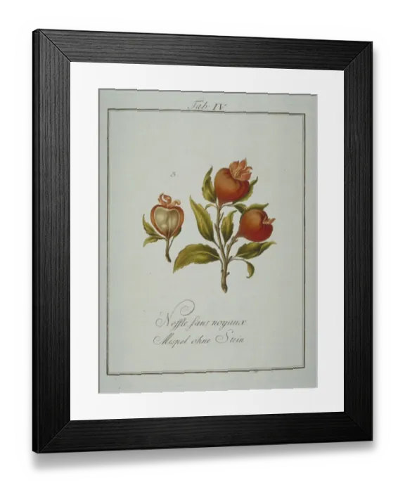 Framed Print : Prunus avium, whiteheart cherry flower Framed Print : Prunus avium, whiteheart cherry flower
