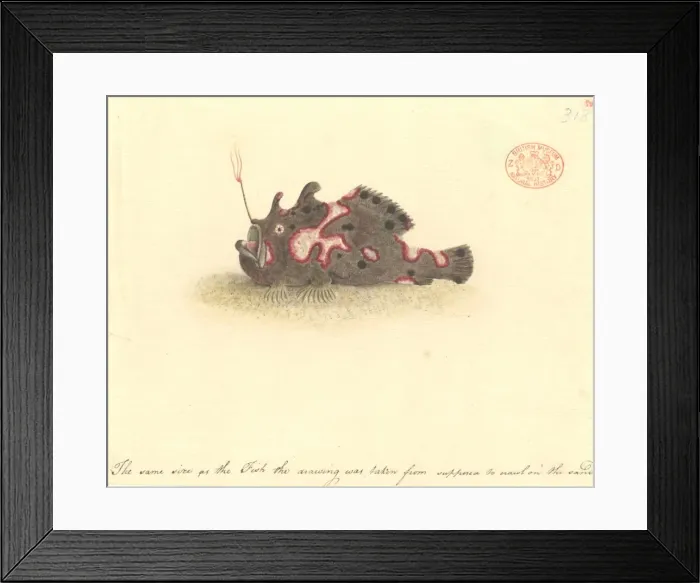 Framed Print : Antennarius pictus, painted frogfish Framed Print : Antennarius pictus, painted frogfish