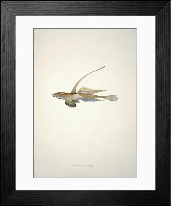 Framed Print : Callionymus lyra, dragonet Framed Print : Callionymus lyra, dragonet