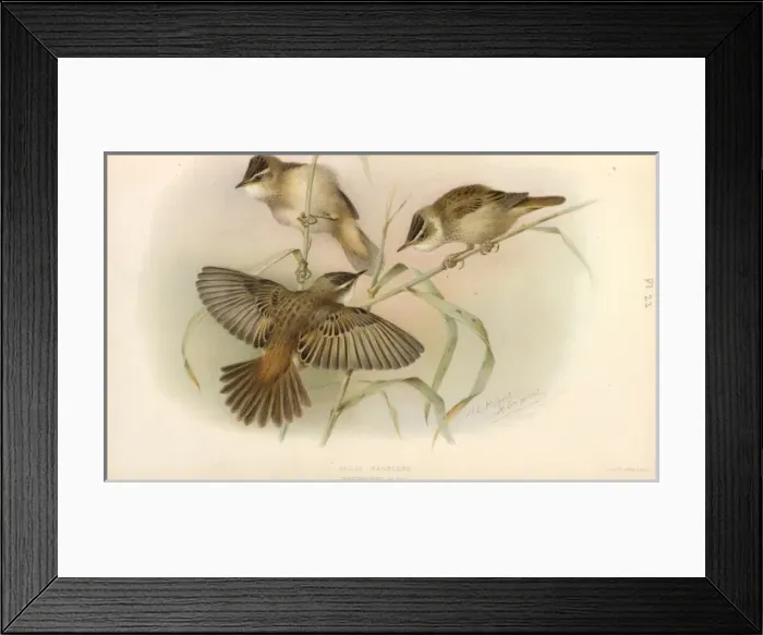 Framed Print : Juvenile Sedge Warbler Framed Print : Juvenile Sedge Warbler
