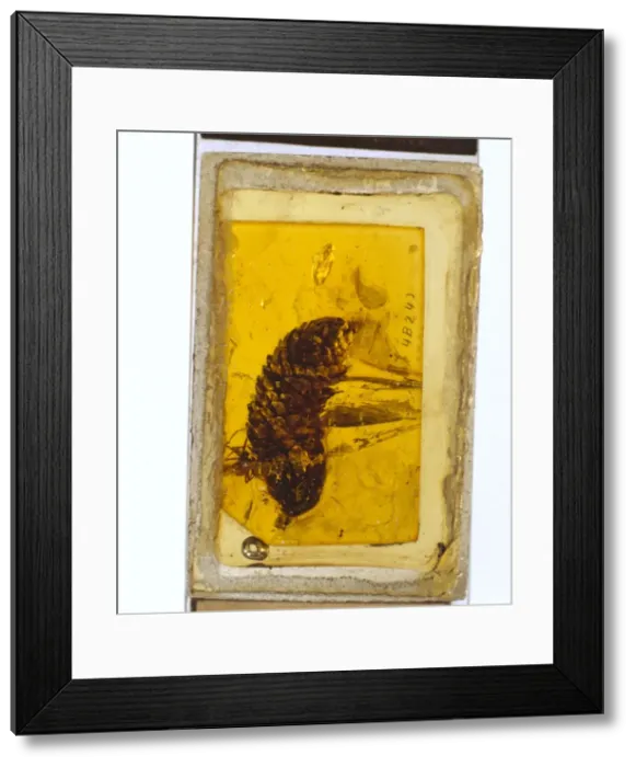 Framed Print : Pine cone in Baltic amber Framed Print : Pine cone in Baltic amber