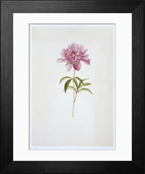 Framed Print : Paeonia sp. peony Framed Print : Paeonia sp. peony