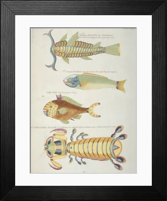 Framed Print : Colourful illustration of three fish and a crustacean Framed Print : Colourful illustration of three fish and a crustacean