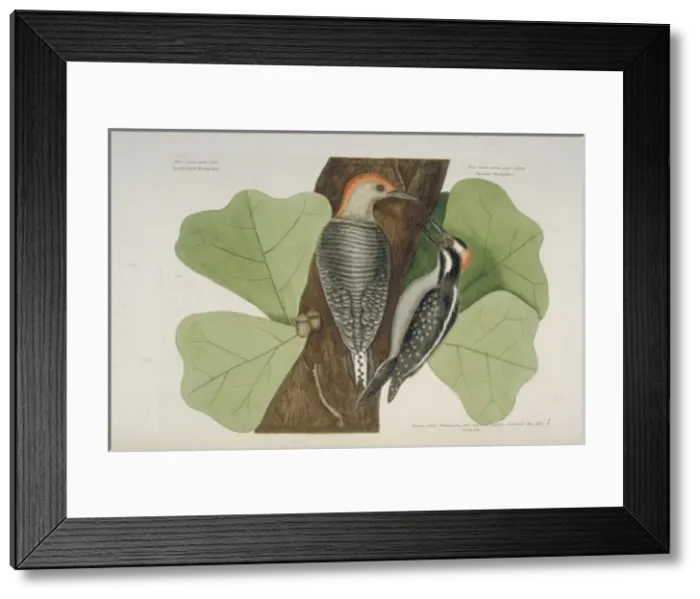 Framed Print : Melanerpes carolinus, red-bellied woodpecker Picoides villos Framed Print : Melanerpes carolinus, red-bellied woodpecker Picoides villos