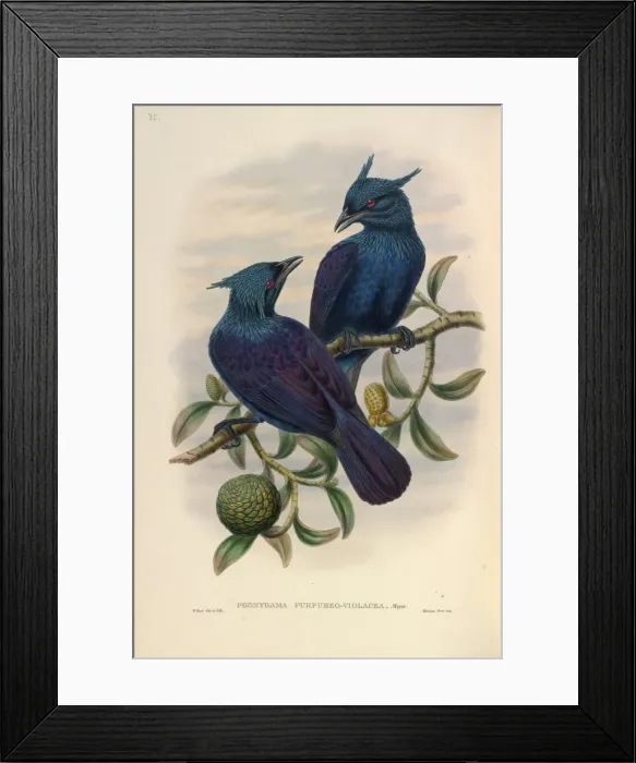 Framed Print : Trumpet Manucode Framed Print : Trumpet Manucode