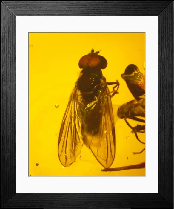 Framed Print : Hoverfly in amber Framed Print : Hoverfly in amber