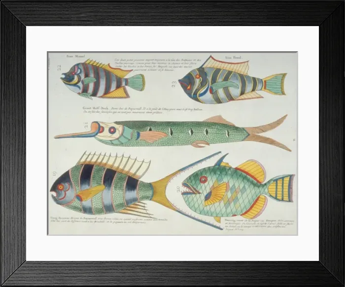 Framed Print : Colourful illustration of five fish Framed Print : Colourful illustration of five fish