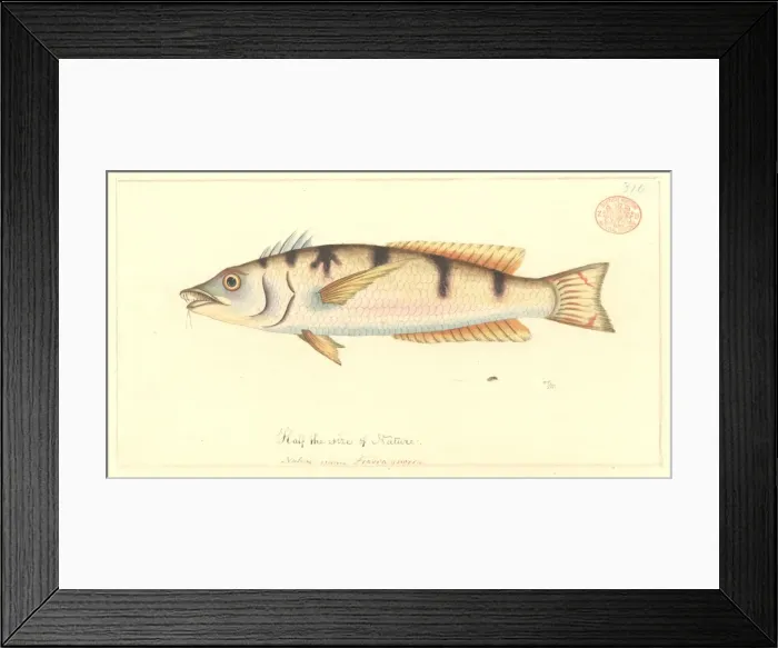 Framed Print : Pseudolabrus sp. wrasse Framed Print : Pseudolabrus sp. wrasse