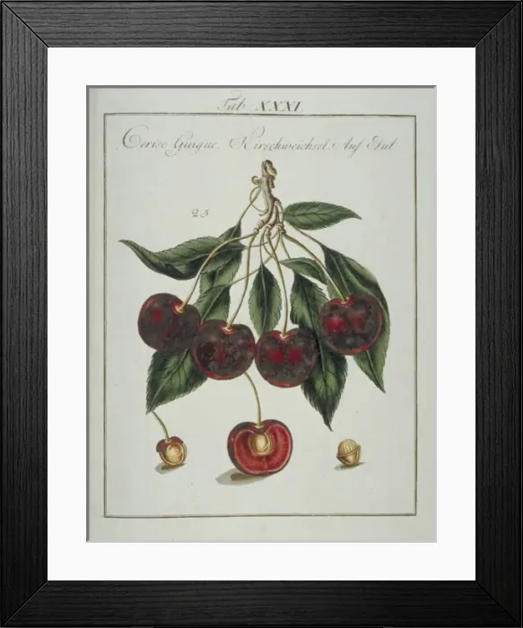 Framed Print : Prunus sp. heart cherry Framed Print : Prunus sp. heart cherry