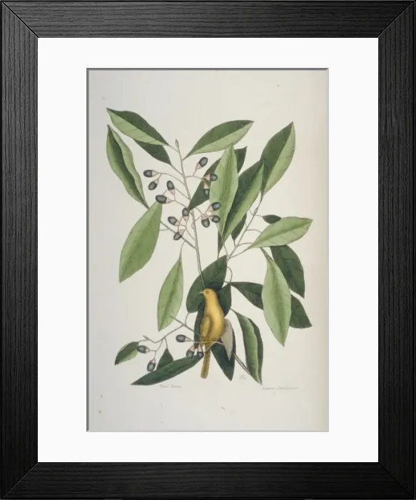 Framed Print : Parus carolinensis, Carolina chickadee Framed Print : Parus carolinensis, Carolina chickadee