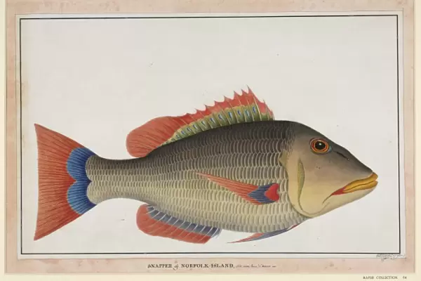 Snapper fish