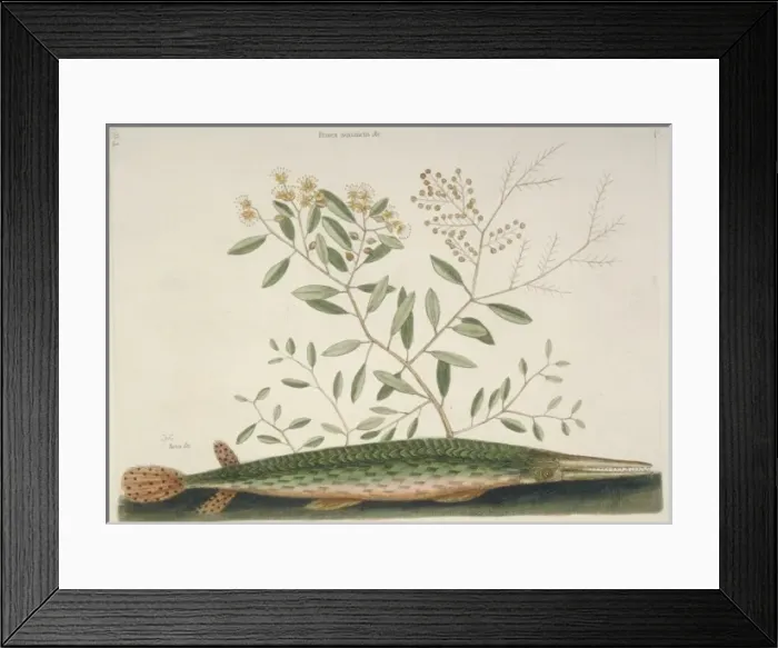 Framed Print : Hyporhamphus ihi, garfish