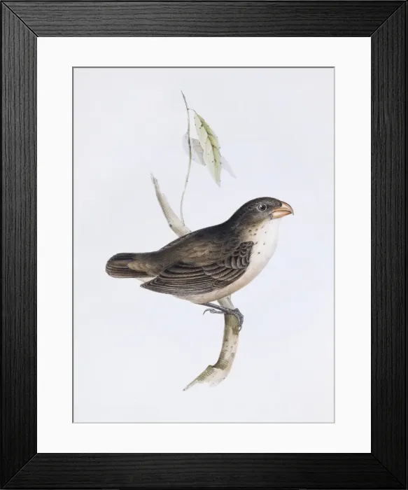 Framed Print : Camarhynchus psittacula, large tree finch Framed Print : Camarhynchus psittacula, large tree finch