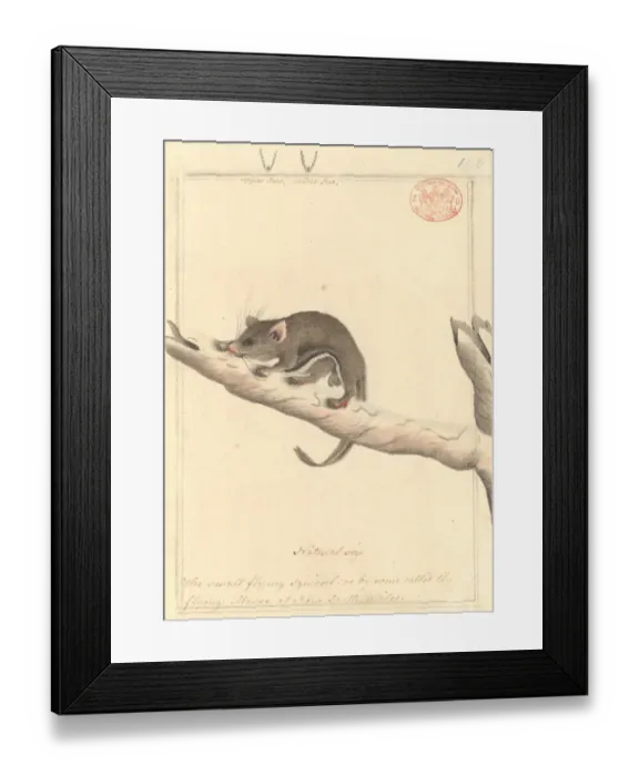 Framed Print : Acrobates pygmaeus, pygmy glider