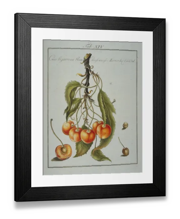 Framed Print : Prunus sp. large whiteheart cherry Framed Print : Prunus sp. large whiteheart cherry