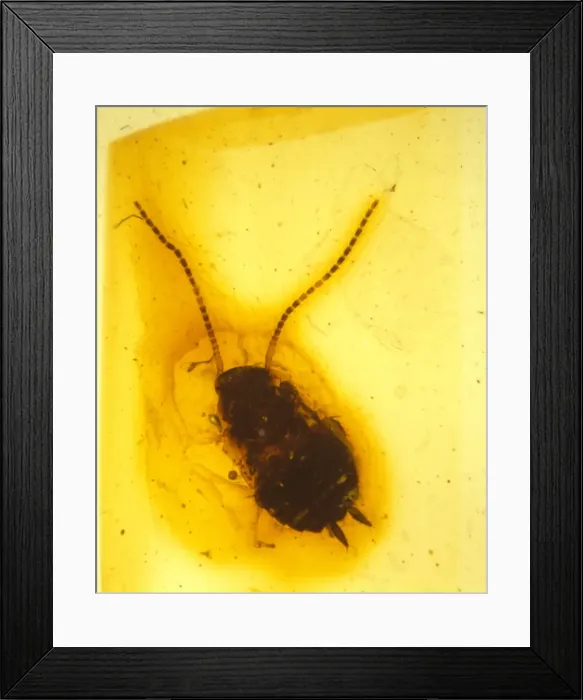 Framed Print : Cockroach in amber Framed Print : Cockroach in amber