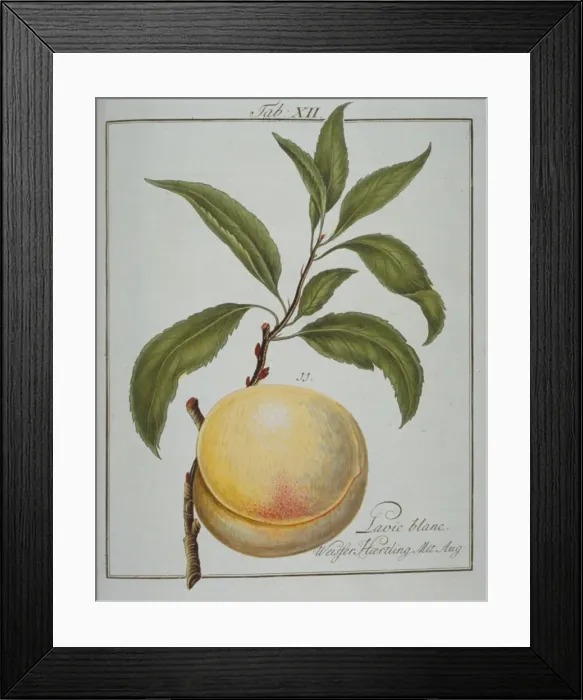 Framed Print : Prunus persica, white clingstone peach Framed Print : Prunus persica, white clingstone peach