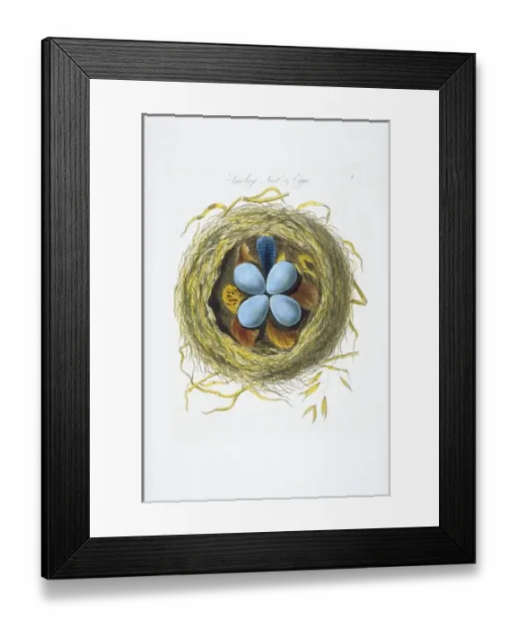 Framed Print : Sturnus vulgaris, European starling nest and eggs Framed Print : Sturnus vulgaris, European starling nest and eggs