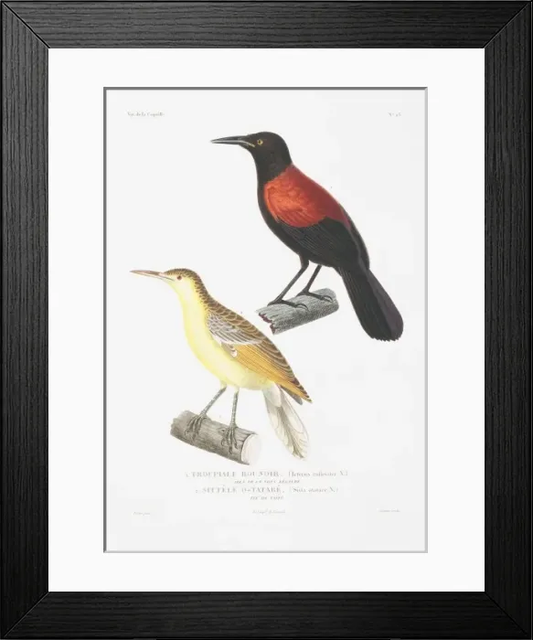 Framed Print : Anthornis melanura, New Zealand bellbird Framed Print : Anthornis melanura, New Zealand bellbird