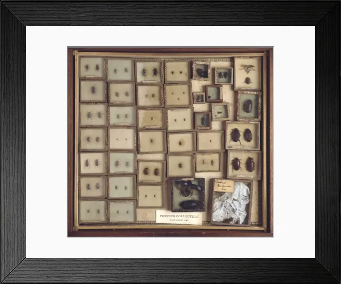 Framed Print : Beetles from Joseph Dandridges collection Framed Print : Beetles from Joseph Dandridges collection