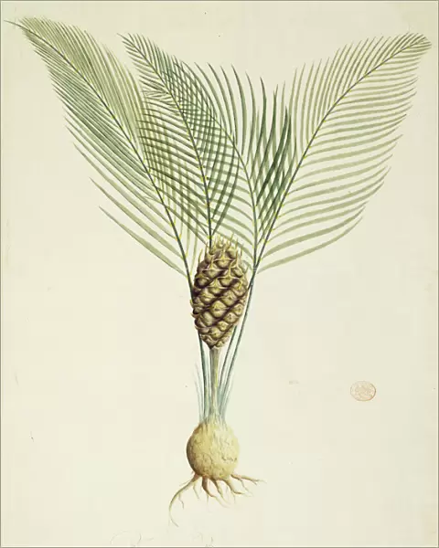 Macrozamia communis, burrawang palm