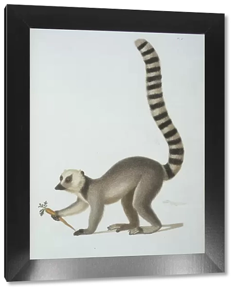 Lemur catta, ring tailed lemur