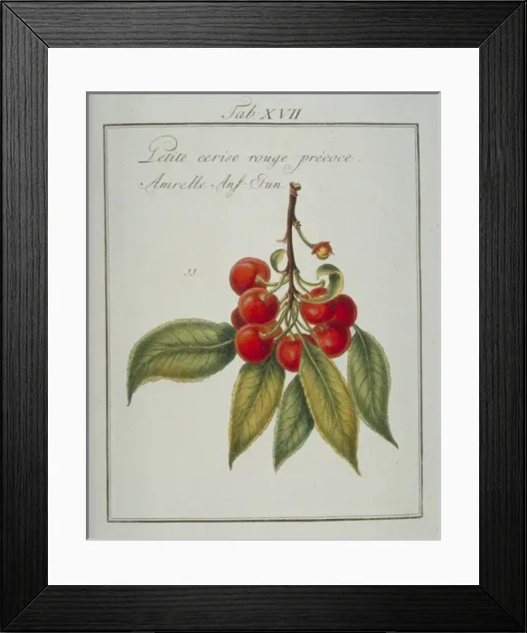 Framed Print : Prunus sp. small early red cherry Framed Print : Prunus sp. small early red cherry
