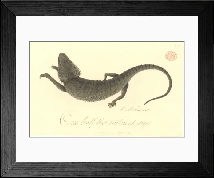Framed Print : Pogono barbata, bearded dragon Framed Print : Pogono barbata, bearded dragon