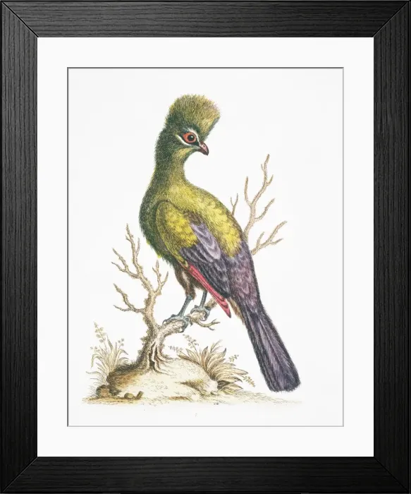 Framed Print : Tauraco persa, green turaco Framed Print : Tauraco persa, green turaco