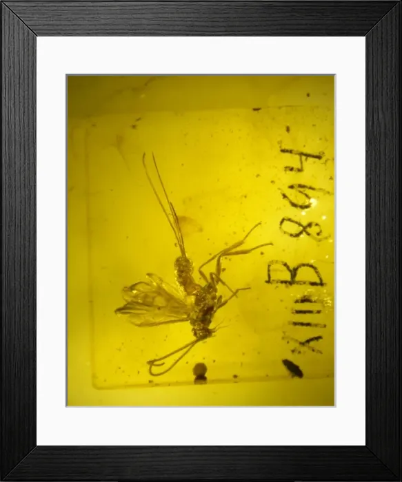 Framed Print : Braconid wasp in amber Framed Print : Braconid wasp in amber