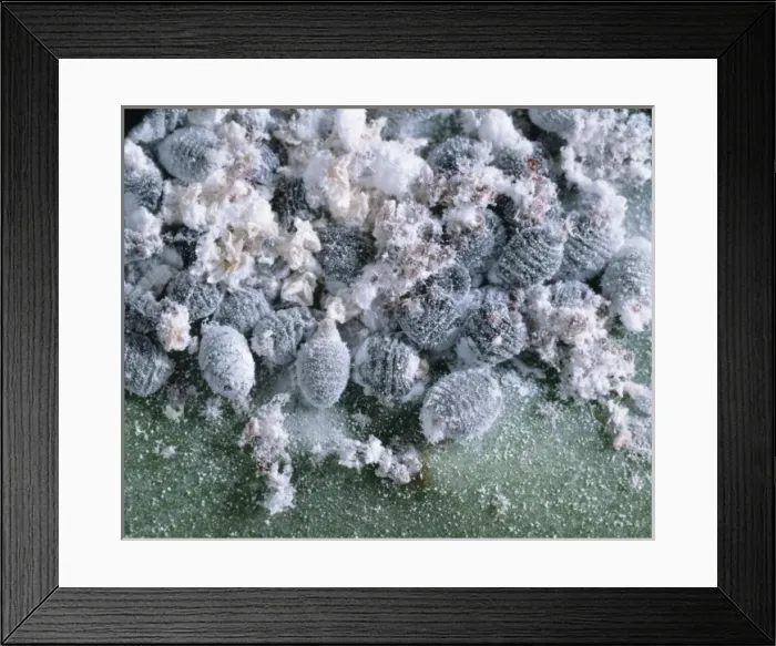 Framed Print : Dactyloprus coccus, scale insect Framed Print : Dactyloprus coccus, scale insect
