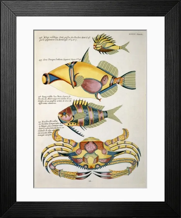 Framed Print : Colourful illustration of three fish and a crab Framed Print : Colourful illustration of three fish and a crab