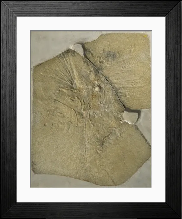 Framed Print : Archaeopteryx lithographica [London specimen]