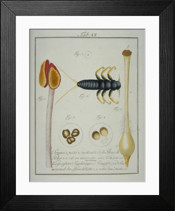 Framed Print : Prunus persica, elements of peach flower Framed Print : Prunus persica, elements of peach flower