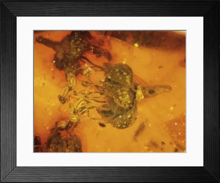 Framed Print : Angiosperm flower in amber Framed Print : Angiosperm flower in amber