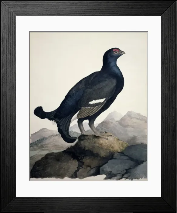 Framed Print : Tetrao tetrix, black grouse Framed Print : Tetrao tetrix, black grouse