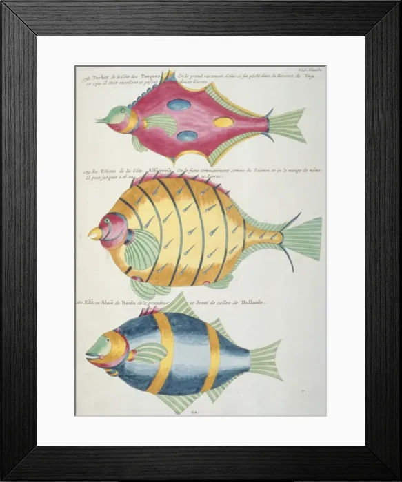 Framed Print : Colourful illustration of three fish Framed Print : Colourful illustration of three fish