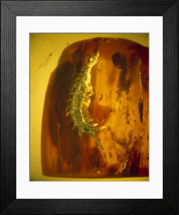 Framed Print : Centipede in Baltic amber Framed Print : Centipede in Baltic amber