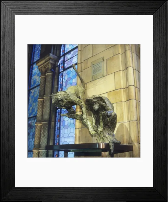 Framed Print : Macaca sp. macaque Framed Print : Macaca sp. macaque