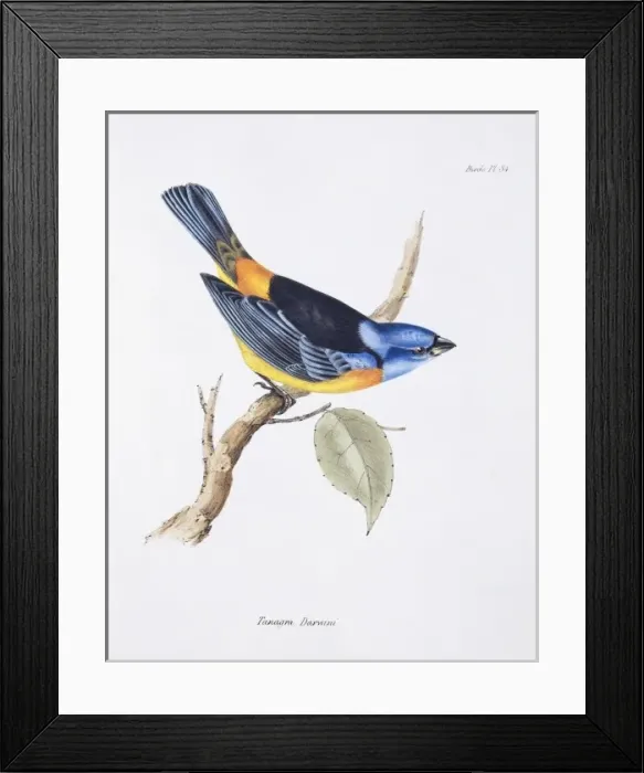 Framed Print : Thraupis bonariensis, blue and yellow tanager Framed Print : Thraupis bonariensis, blue and yellow tanager