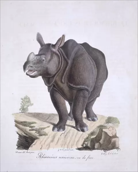 Rhinoceros unicornis, Indian rhinoceros