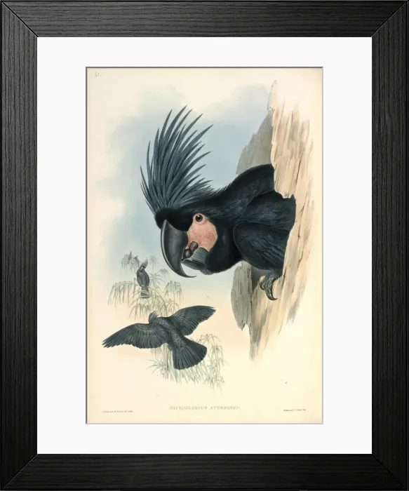 Framed Print : Palm Cockatoo Framed Print : Palm Cockatoo
