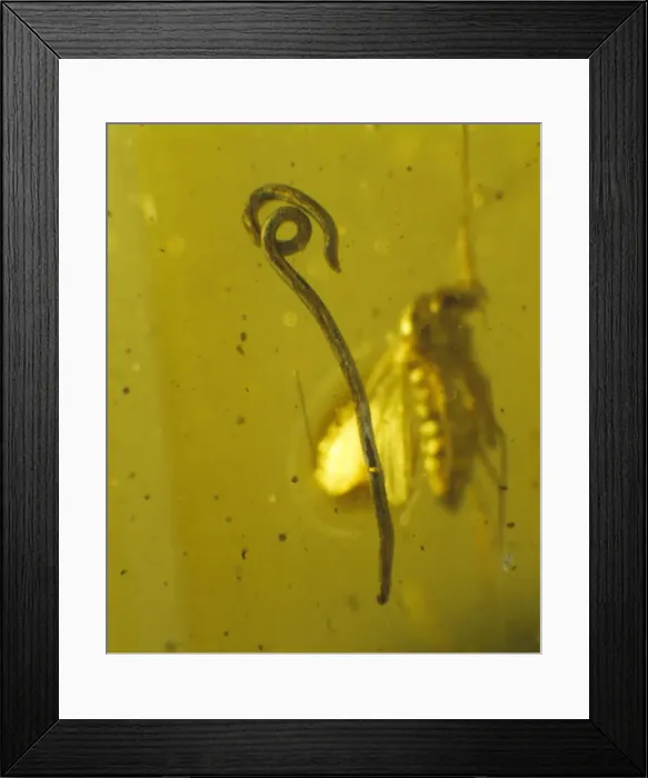 Framed Print : Roundworm in Baltic amber
