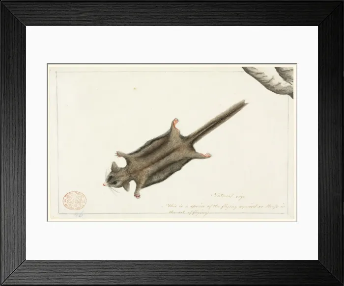 Framed Print : Acrobates pygmaeus, pygmy glider Framed Print : Acrobates pygmaeus, pygmy glider